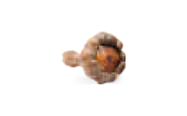Clavo de canelero