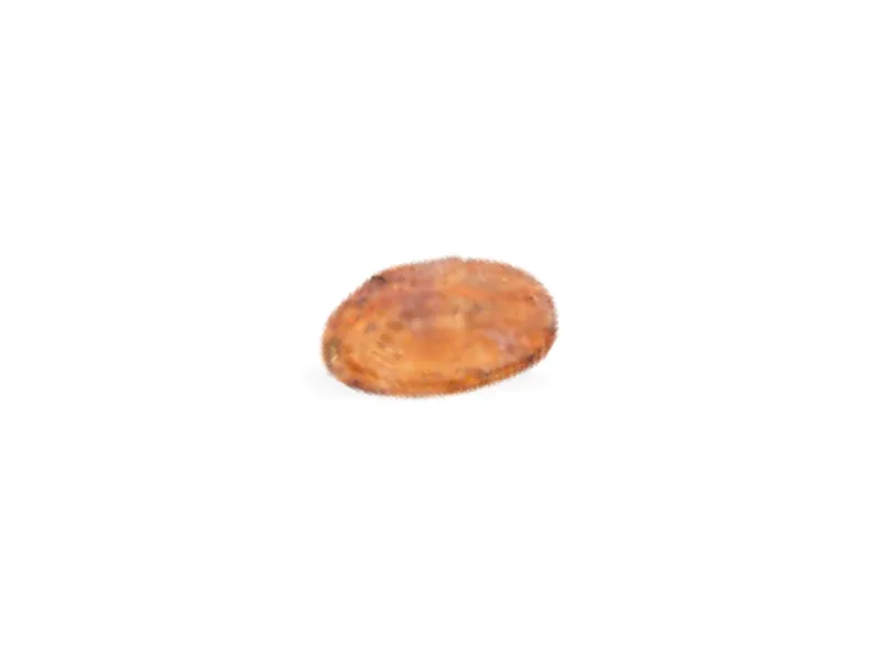 Grano de cacao