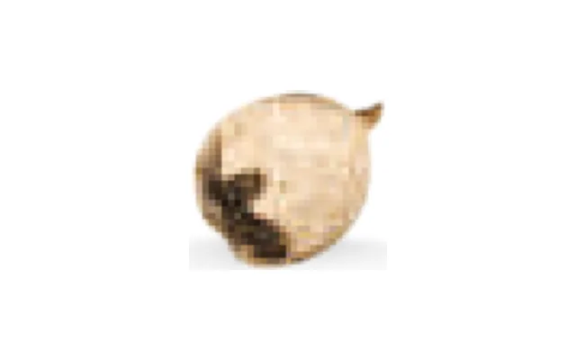 Baya de los monjes (sauzgatillo)