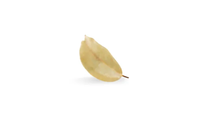 Hojas de combava (lima kaffir)