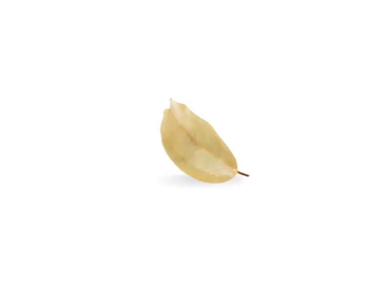 Hojas de combava (lima kaffir)
