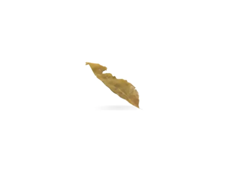 Hojas de curry