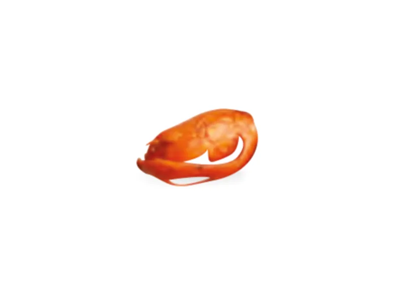 Macis de nuez moscada
