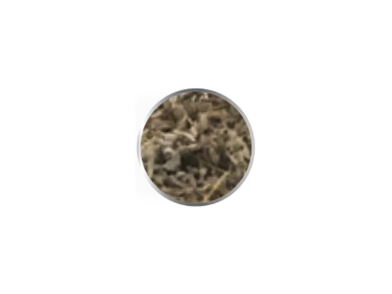 Salvia
